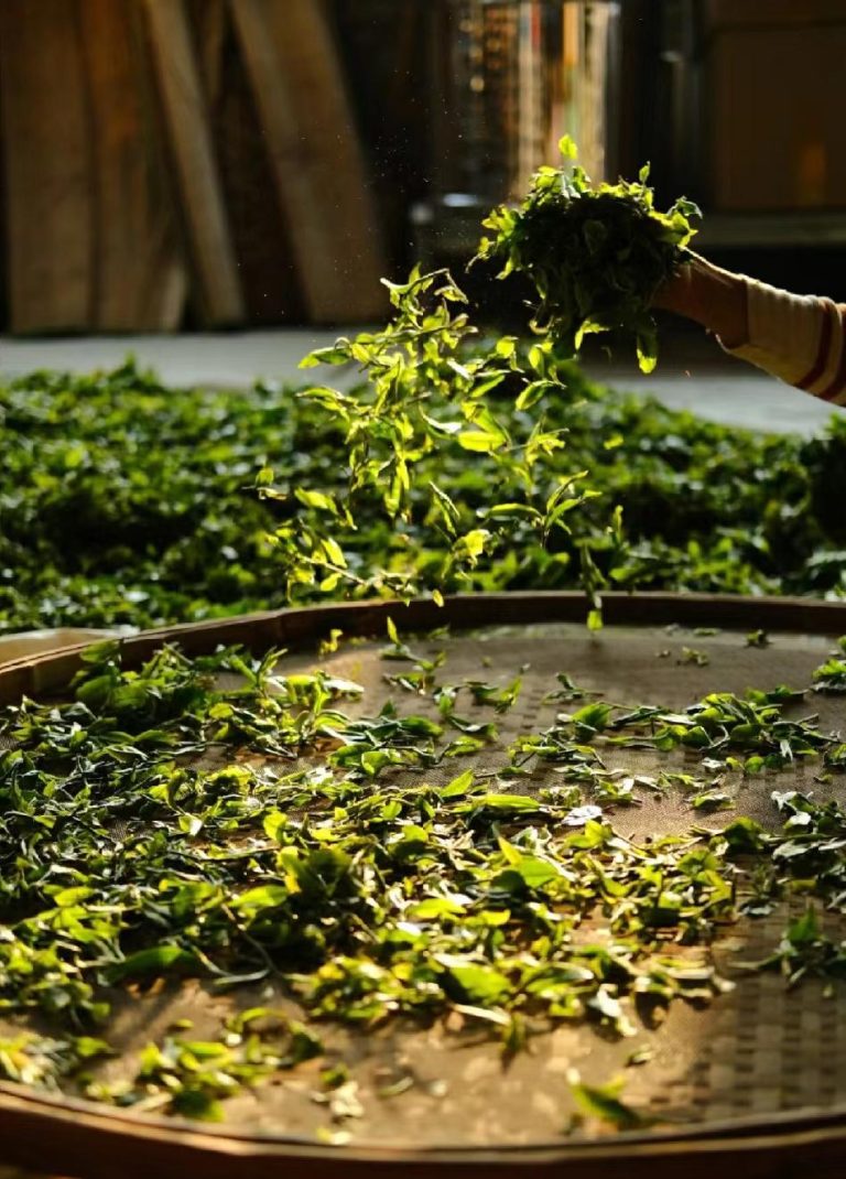 Harvesting Seasons on Pu Erh Tea Quality