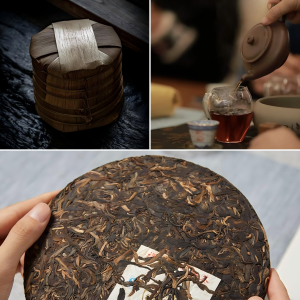 Aged Pu Erh Treasure