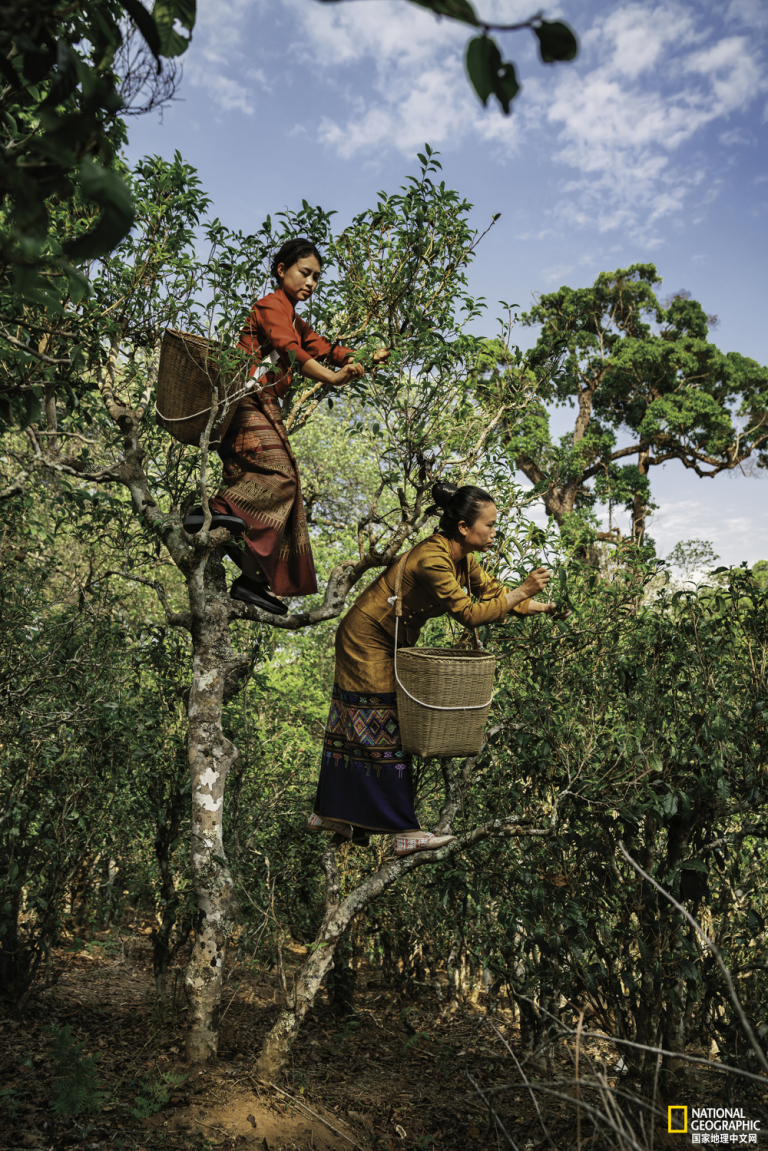 Journey into the World's Premier Ancient Tea Forests